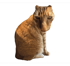 Brush Jjaemu angry cat artwork